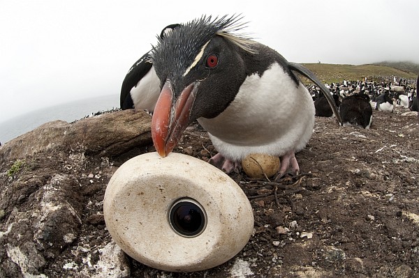 Rockhopper penguin tries to adopt eggcam (photo courtesy of Philip Dalton/©JDP)