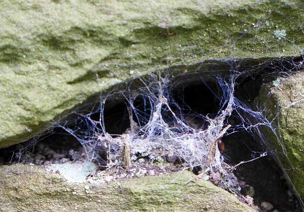 Webs between the rocks, Schenley Park (photo by Kate St. John)