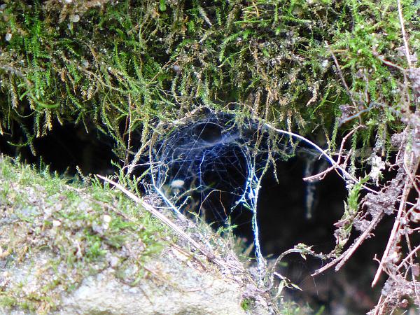 Web between the rocks (photo by Kate St. John)