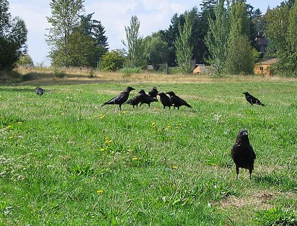 A small assembly of crows (photo by Tom Harpel via Wikimiedia Commons)
