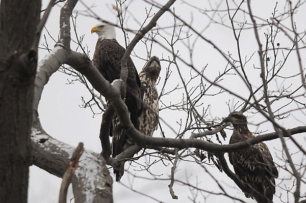 Bald eagle adult and two juveniles, Crooked Creek (photo by Steve Gosser)