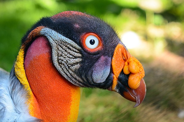 King Vulture at  Weltvogelpark Walsrode, Germany (photo from Wikimedia Commons)