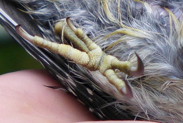 Red-bellied woodpecker's toes, foot open, on banding day (photo by Kate St. John)
