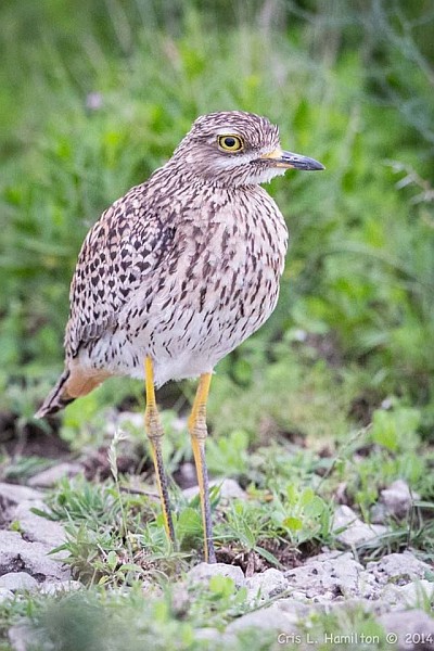 Spotted thick-knee, South Africa (photo by Cris Hamilton)