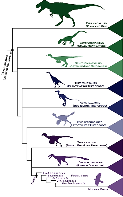 Chart of dinosaur-to-bird evolution (illustration by Steve Brusatte)