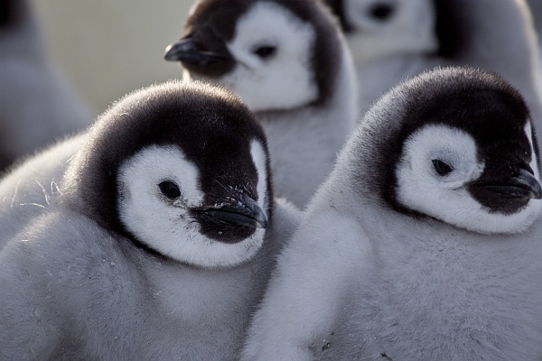Emperor penguin chicks (photo courtesy of Frederique Olivier/©JDP)