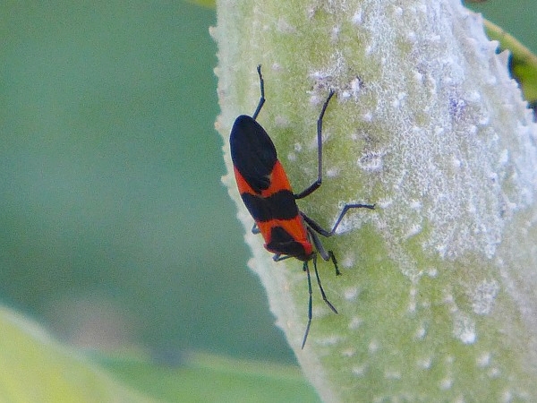 Milkweed bug (photo by Kate St. John)