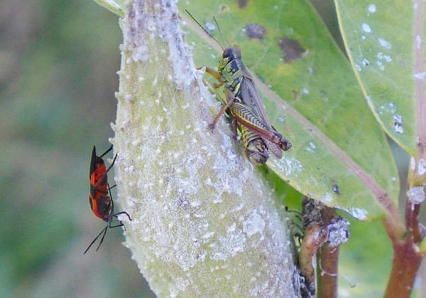 Milkweed bug and grasshopper on milkweed pod (photo by Kate St. John)
