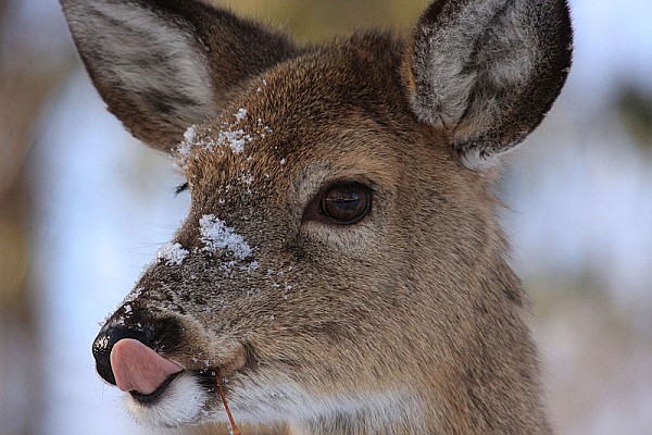 Deer eats snow (photo from Wikimedia Commons)