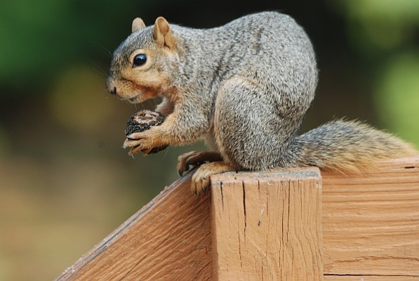 Fox squirrel opening a black walnut (photo by Donna Foyle)