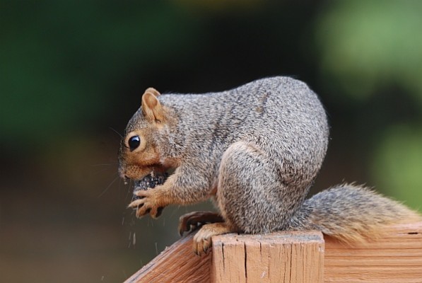 Fox squirrel making the sawdust fly as he opens a black walnut (photo by Donna Foyle)