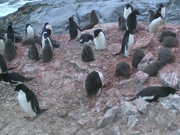 Penguin Watch: count the penguins (image from Zooniverse Penguin Watch)