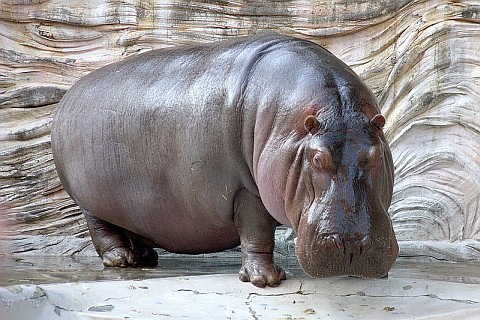 Hippopotamus (photo from Wikimedia Commons)