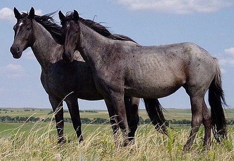 Nokota horses (photo from Wikimedia Commons)