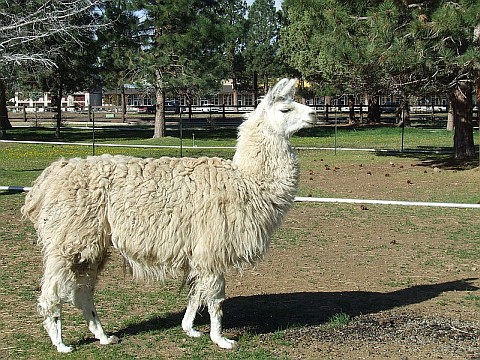 Llama (photo from Wikimedia Commons)