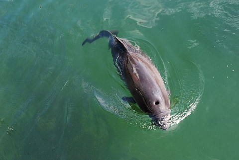 Harbor porpoise (photo from Wikimedia Commons)