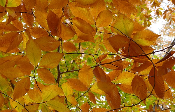 Golden beech leaves in Schenley Park (photo by Kate St. John)