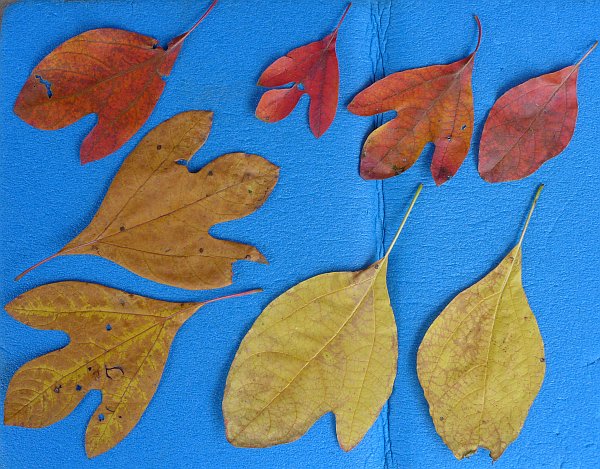 Sassafras leaves in three shapes and two colors (photo by Kate St. John)