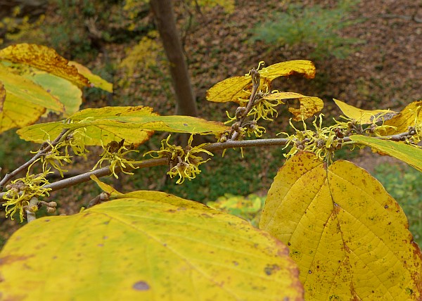Witch-hazel blooming in Schenley Park (photo by Kate St. John)