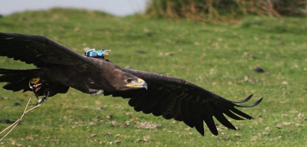 Steppe eagle with backpack tracking device (photo by Graham Taylor, Creative Commons license)
