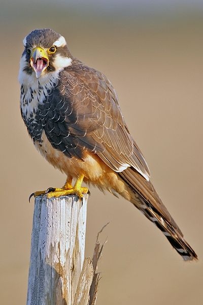 Aplomado falcon, Laguna Atascosa NWR, Texas (photo from Wikimedia Commons)