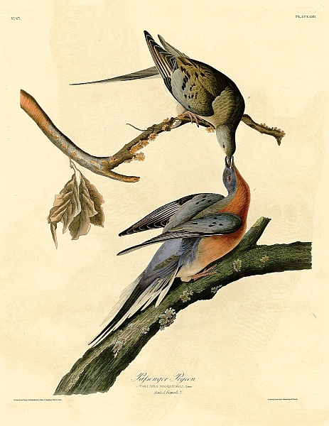 Passenger Pigeon plate by John J Audubon, courtesy University of Pittsburgh Hillman Library