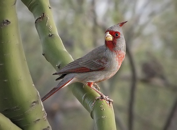 Pyrrhuloxia in Arizona (photo by SearchNetMedia on Flickr, Creative Commons license)