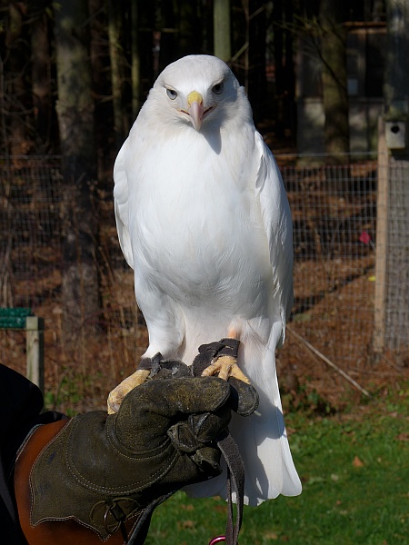 Leucistic red-tailed hawk, named Cloud, at Medina Raptor Center (photo by Kate St. John)