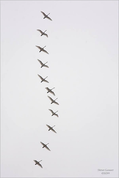 Tundra swan flock in migration (photo by Steve Gosser)