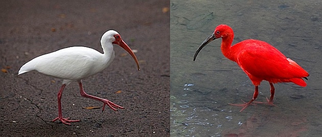 White ibis and scarlet ibis (photos from Wikimedia Commons, Creative Commons licenses)