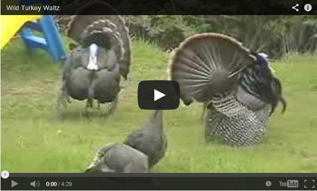 Wild turkeys waltz (screenshot from YouTube video)