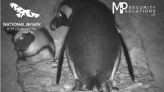 African penquins, Sidney and Bette, at their nest (snapshot from Penguincam at the National Aviary)