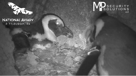 Sidney boords the chicks while Bette watches (screenshot for the National Aviary penguin cam)