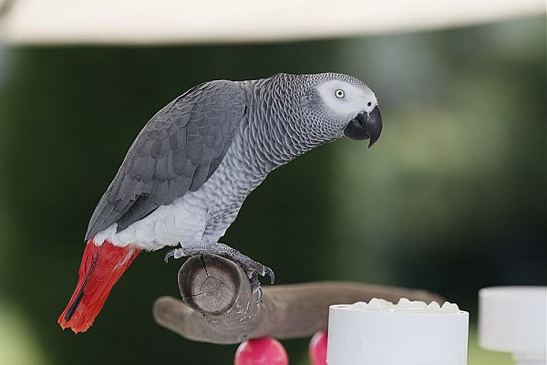 African grey parrot (photo by Keith Allison from Wikimedia Commons)