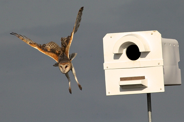 Barn owl in flight near its nest box (photo by Chuck Tague)