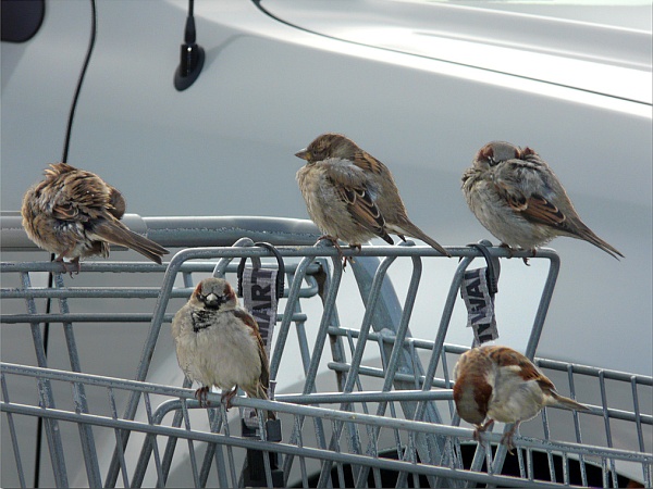 House sparrows at the Walmart parking lot (photo by Sage via Flickr, Creative Commons license)