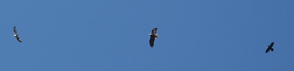 Raven chases bald eagle chasing osprey (photo from Wikimedia Commons)