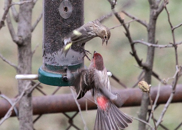 Pine siskin and house finch in a dispute at the feeder (photo by Tom Moeller)