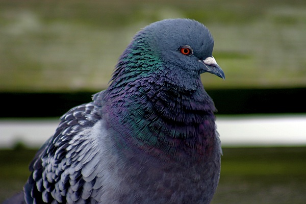 Rock pigeon (photo by Chuck Tague)
