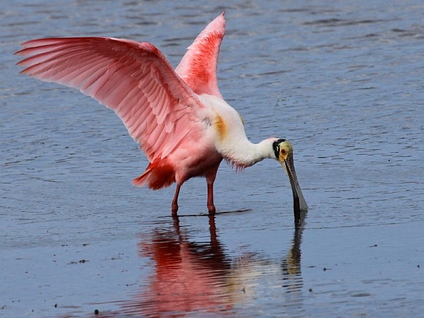 Roseate spoonbill (photo by Chuck Tague)