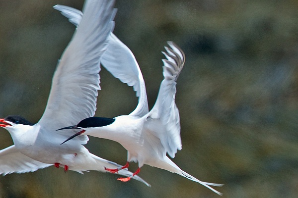 Roseate Tern chasing Common Tern at Petit Manan Island, Maine (photo by USFW via Wikimedia Commons)