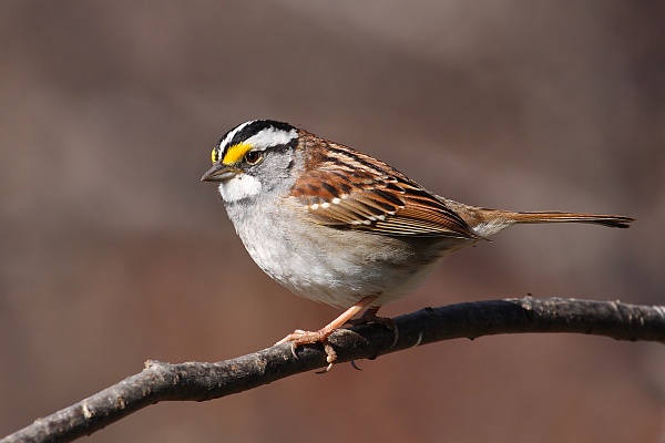 White-throated sparrow, white-striped color morph (photo from Wikimedia Commons, Creative Commons license)