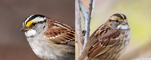 White-throated sparrows -- white-striped and tan-striped side-by-side (photos from Wikimedia Commons and Henry McLin, Creative Commons licenses)