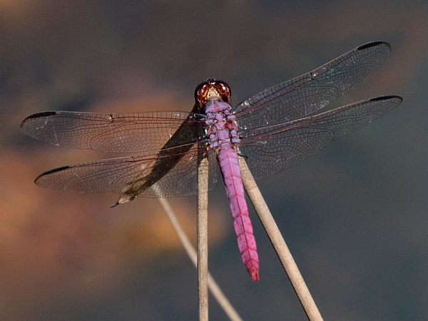 Roseate skimmer (photo by Chuck Tague)