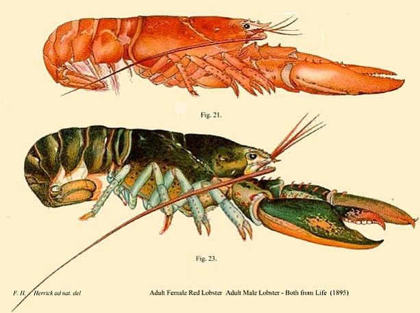 Male and female red lobsters (illustration by Francis Hobart Herrick via Wikimedia Commons)