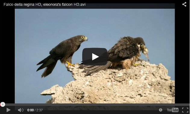 Screenshot of Falco della regina (screenshot from YouTube)