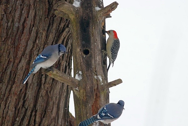 Blue jays and red-bellied woodpecker eat at the suet log (photo by Marcy Cunkelman)
