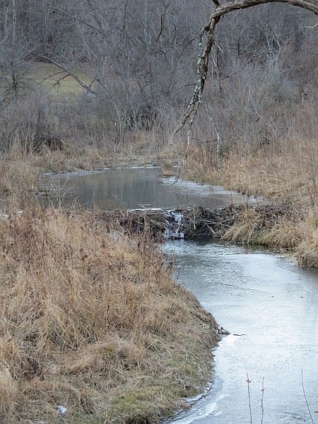 Beaver dam on the North Fork of Pine Creek (photo by Dianne Machesney)
