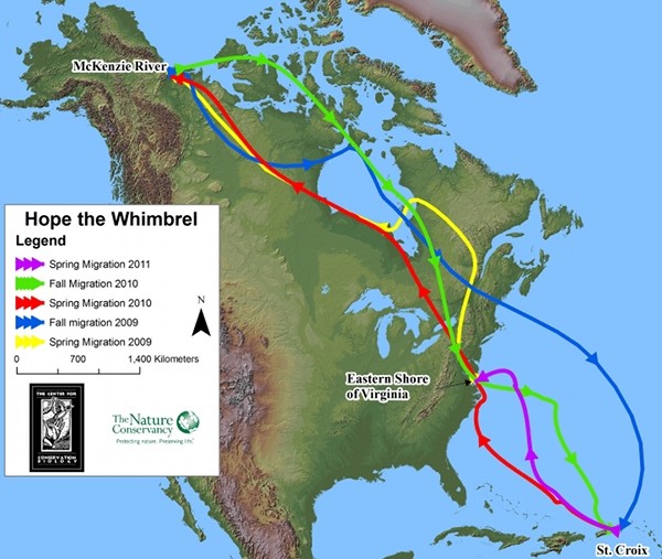 Migration journeys of Hope the Whimbrel, 2009 to 2011 (map from Center for Conservation Biology and The Nature Conservancy, courtesy Center for Conservation Biology)