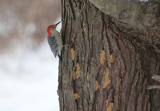 Red-bellied woodpecker ready to eat Marcy's homemade suet that's rubbed on a tree trunk (photo by Marcy Cunkelman)